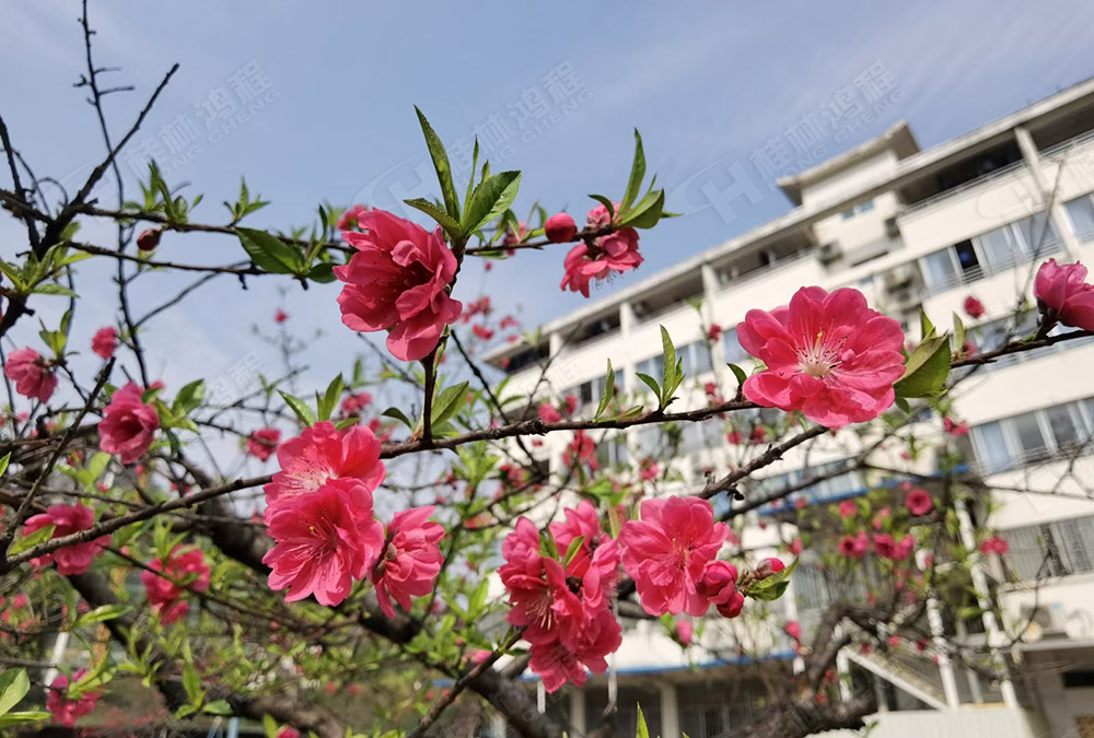 桂林鴻程花團(tuán)錦簇，滿園春色，邀您一起共賞春景，共商大計(jì)！